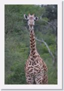 07AkagaraPMGameDrive - 11 * Giraffe (Twiga).